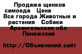 Продажа щенков самоеда › Цена ­ 40 000 - Все города Животные и растения » Собаки   . Архангельская обл.,Пинежский 